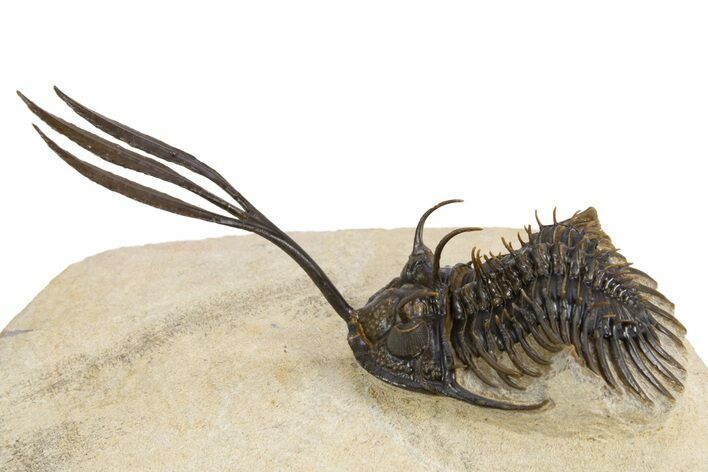 Trident Walliserops Trilobite - Exceptional Preparation #300601